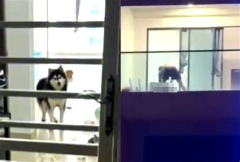 jc wilds abuse me|Animal abuse: Pro badminton player fined RM25,000 for beating .